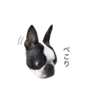 bostonterrierGABU2（個別スタンプ：11）