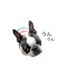 bostonterrierGABU2（個別スタンプ：12）