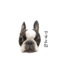 bostonterrierGABU2（個別スタンプ：13）