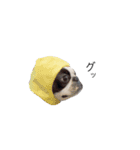 bostonterrierGABU2（個別スタンプ：14）