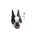 bostonterrierGABU2（個別スタンプ：15）