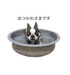 bostonterrierGABU2（個別スタンプ：16）