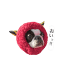 bostonterrierGABU2（個別スタンプ：17）