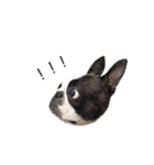 bostonterrierGABU2（個別スタンプ：19）