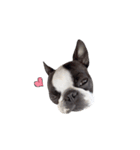 bostonterrierGABU2（個別スタンプ：20）
