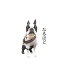 bostonterrierGABU2（個別スタンプ：21）