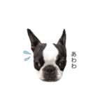 bostonterrierGABU2（個別スタンプ：22）