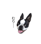 bostonterrierGABU2（個別スタンプ：23）