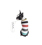 bostonterrierGABU2（個別スタンプ：24）