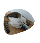 セシルの1日（個別スタンプ：7）
