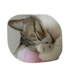 セシルの1日（個別スタンプ：15）