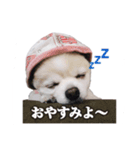 ぽぽ（個別スタンプ：1）