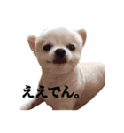 ぽぽ（個別スタンプ：4）