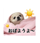 ぽぽ（個別スタンプ：5）