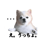 ぽぽ（個別スタンプ：6）