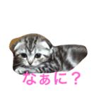 sukoneko（個別スタンプ：2）