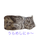 sukoneko（個別スタンプ：3）