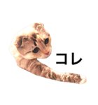 ねこのちぃちゃん（個別スタンプ：4）