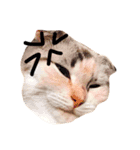 ねこのちぃちゃん（個別スタンプ：5）