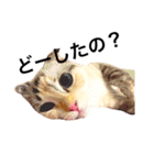 ねこのちぃちゃん（個別スタンプ：7）