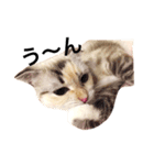 ねこのちぃちゃん（個別スタンプ：8）
