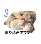 ねこのちぃちゃん（個別スタンプ：9）