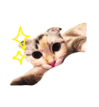 ねこのちぃちゃん（個別スタンプ：10）