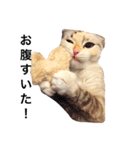 ねこのちぃちゃん（個別スタンプ：11）