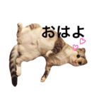 ねこのちぃちゃん（個別スタンプ：12）
