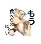 ねこのちぃちゃん（個別スタンプ：15）