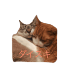猫3兄妹（個別スタンプ：1）