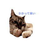 猫3兄妹（個別スタンプ：2）
