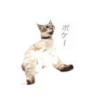 猫3兄妹（個別スタンプ：4）
