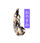 猫3兄妹（個別スタンプ：5）