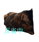 猫3兄妹（個別スタンプ：6）