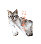 猫3兄妹（個別スタンプ：7）