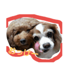 わんこそのいち（個別スタンプ：13）