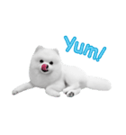 Power Pomeranian (ENG)（個別スタンプ：3）