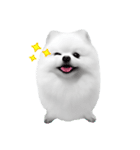 Power Pomeranian (ENG)（個別スタンプ：4）