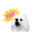 Power Pomeranian (ENG)（個別スタンプ：5）