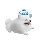 Power Pomeranian (ENG)（個別スタンプ：10）