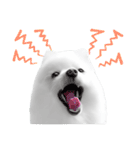 Power Pomeranian (ENG)（個別スタンプ：18）