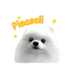 Power Pomeranian (ENG)（個別スタンプ：19）