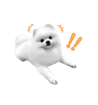 Power Pomeranian (ENG)（個別スタンプ：21）