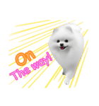 Power Pomeranian (ENG)（個別スタンプ：22）