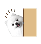 Power Pomeranian (ENG)（個別スタンプ：32）