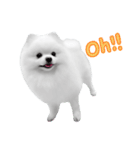 Power Pomeranian (ENG)（個別スタンプ：33）