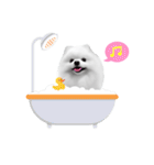 Power Pomeranian (ENG)（個別スタンプ：38）