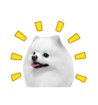 Power Pomeranian (ENG)（個別スタンプ：39）