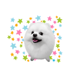 Power Pomeranian (ENG)（個別スタンプ：40）